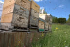 Tag des offenen Bienenstocks Bild 7
