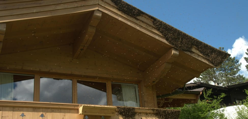 '.Bienenschwarm am Hausdach.'
